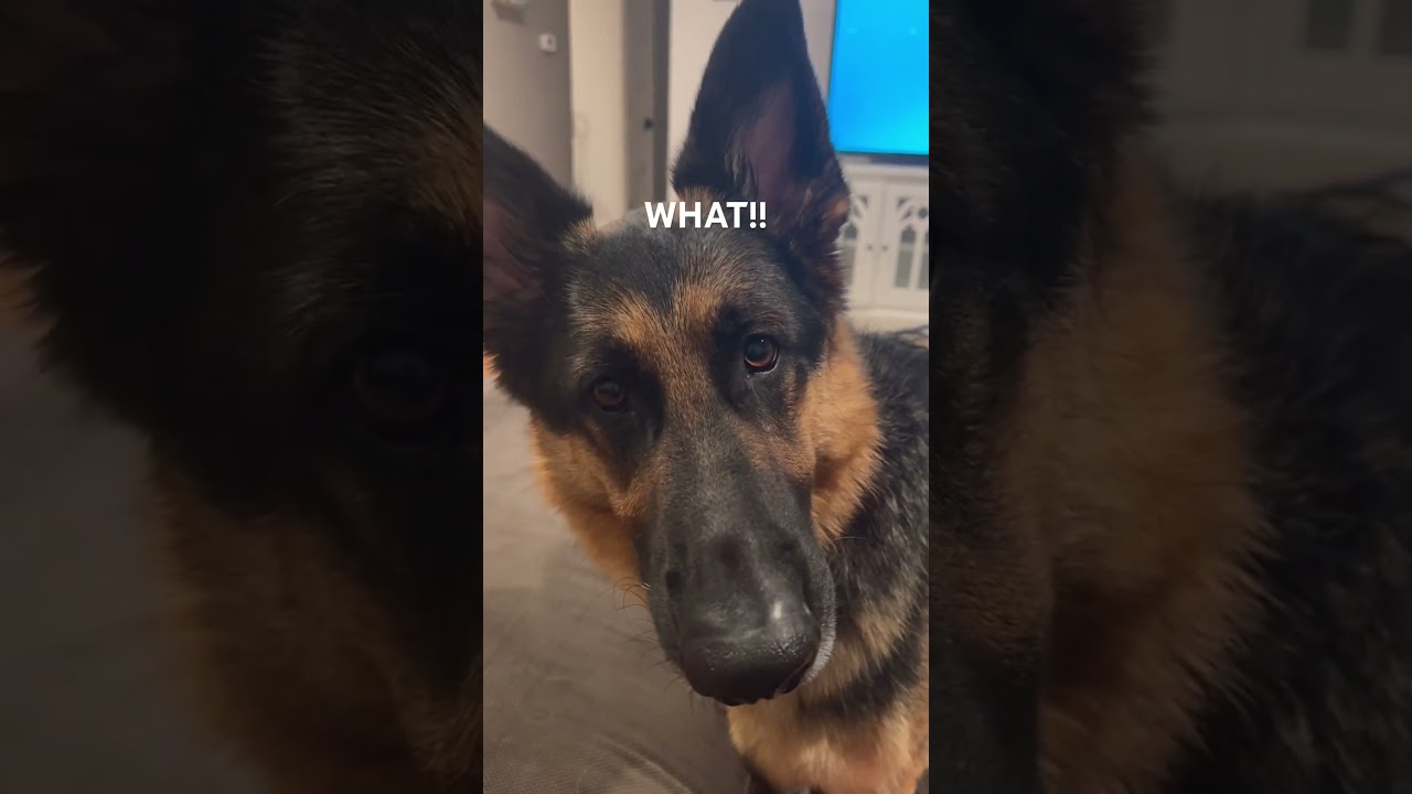 Hard conversation with a German Shepherd #dog #germanshepherd #gsd #puppy #gsdlover