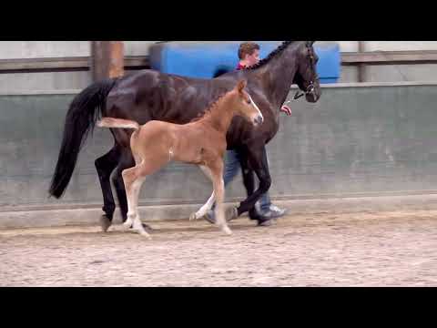 CAMAR VAN DE HERTHOEK