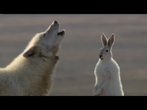 Wolf Pack Hunts A Hare | The Hunt | BBC Earth