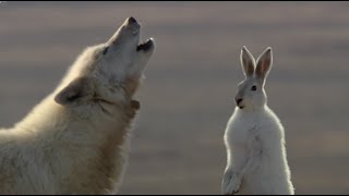 Wolf Pack Hunts A Hare | The Hunt | BBC Earth