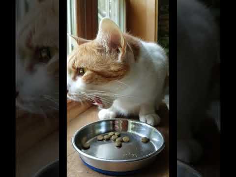 Cat Eating Crunching Sounds: Buddy Crunchy Crunch!