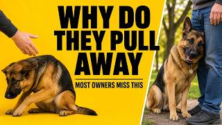 I Was Wrong About Why German Shepherds Become Distant