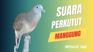 Download lagu Suara Perkutut Manggung Suara Merdu Sangat Cocok Untuk Memancing Perkutut Lain || 311025 mp3 Download lagu Suara Perkutut Manggung Suara Merdu Sangat Cocok Untuk Memancing Perkutut Lain || 311025 mp3