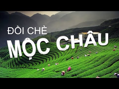 Slide Đồi Chè Mộc Châu - Vẻ Đẹp Xanh Mát Giữa Cao Nguyên Sơn La thumbnail