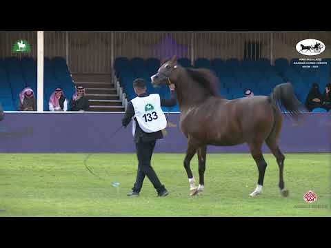 N 133 WARD AL HANA   King Abdulaziz Arabian Horse Center Show 2021   Mares 7 9 Years Old Class 5