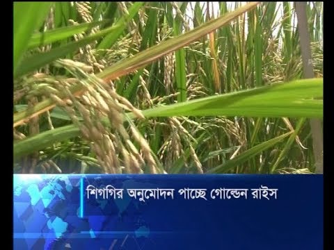 শিগগির অনুমোদন পাচ্ছে গোল্ডেন রাইস | ETV News