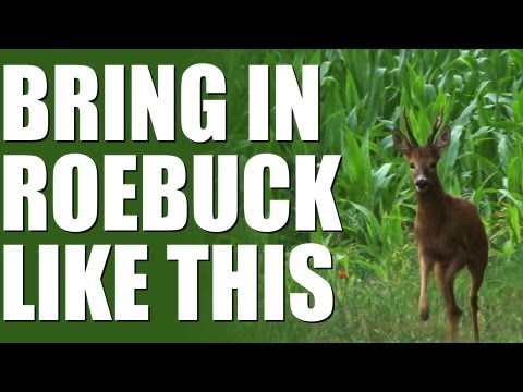 Roe buck calling – Fantastic results Roe buck calling – Fantastic results