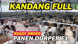 Download lagu PANEN BESAR ! KANDANG KOLONI ISINYA DOMBA DORPER F1 SUPER  JUMBO mp3