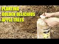 Planting Golden Delicious Apple Trees