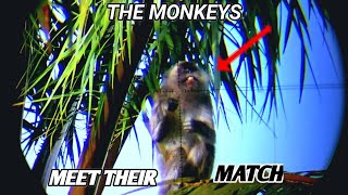 Download lagu Sadis‼️ bantai hama kera yang berkeliaran di perkebunan warga//berburu hama kera liar mp3 Download lagu Sadis‼️ bantai hama kera yang berkeliaran di perkebunan warga//berburu hama kera liar mp3