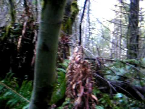 Another SAR Dog Find