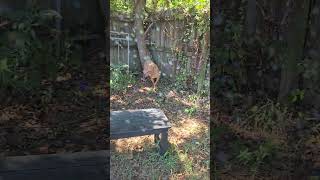 Video preview image #1 Labrador Retriever-Unknown Mix Puppy For Sale in Jackson, MS, USA