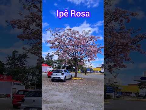 Ipê Rosa em São Paulo teste
