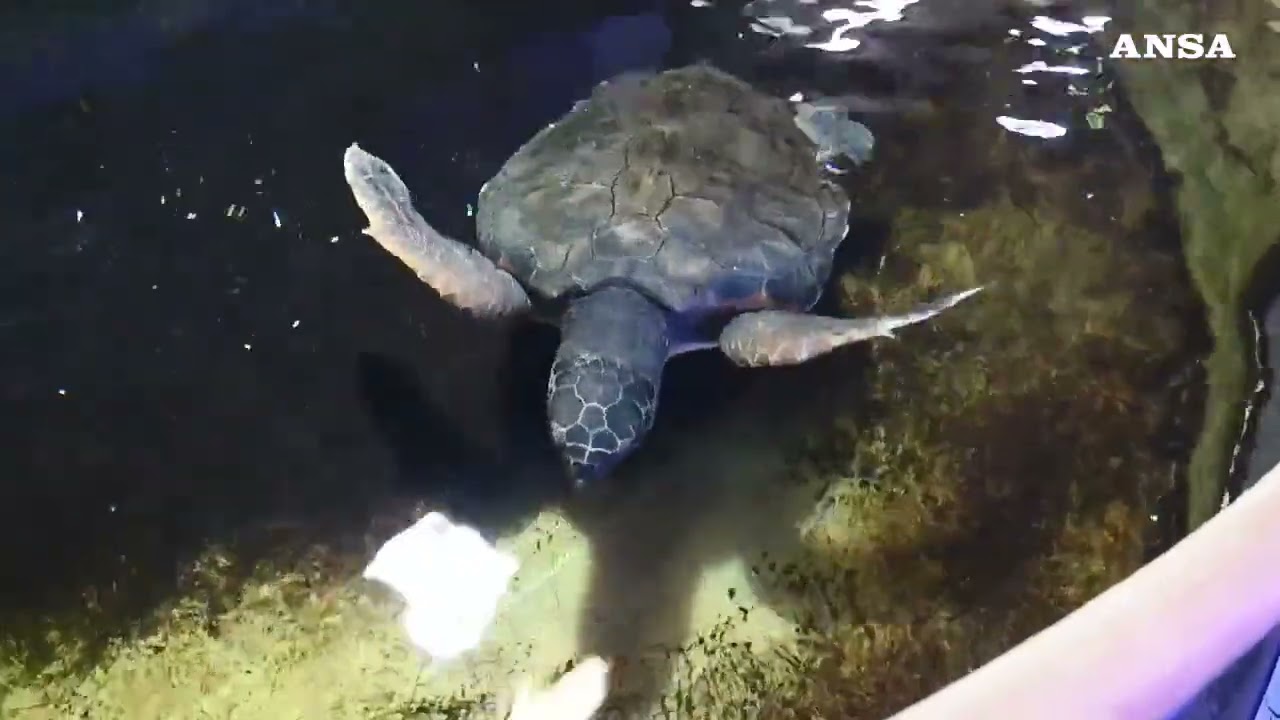 Genova, all'Acquario un rifugio per le tartarughe dei mari liguri