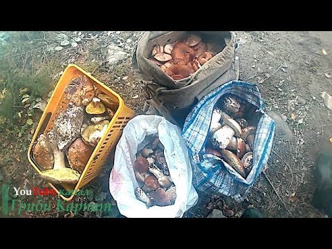 22 кг Білих Грибів + Підпеньки.22 кг Белых Грибов + опята.22 kg White Mushrooms + Underground.