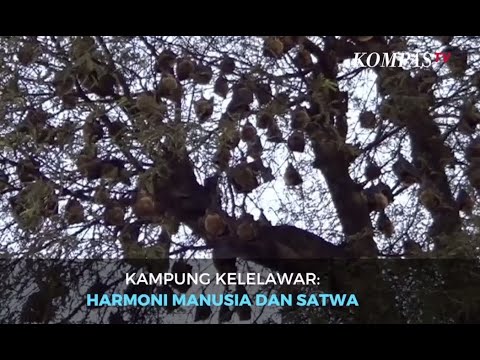 Harmoni Kehidupan di Kampung Kelelawar