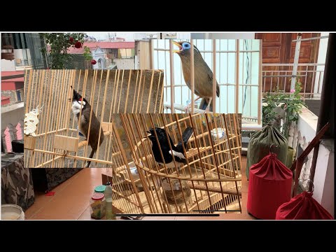 Quá trình gửi chim & hướng dẫn nuôi cơ bản với MI - CHÒE - MÀO (Cám Chim Đất Việt - DĐ: 0908070555)