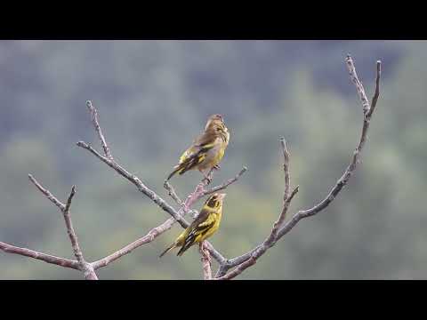 yellow breasted greenfinch