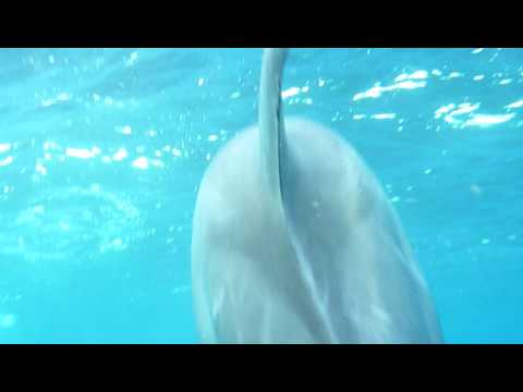 2009 10/18 Dolphin