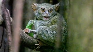 preview picture of video 'TARSIUS TARSIER eating grasshopper in Tangkoko Nature Reserve - North Sulawesi, Indonesia'