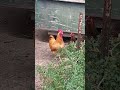 Rooster Strutting &Clucking #backyardchickens #doesntwanttogoin#cutepets #rooster #roostertime