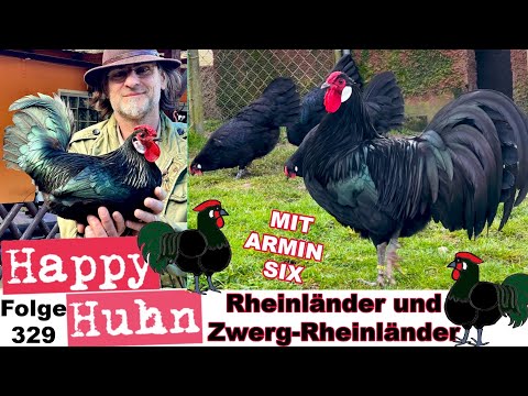 Deutschlands wertvollste Hühner? Rheinländer und Zwerg Rheinländer im Portrait bei HAPPY HUHN - E329