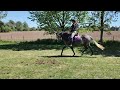 cheval de dressage 153cm au garot