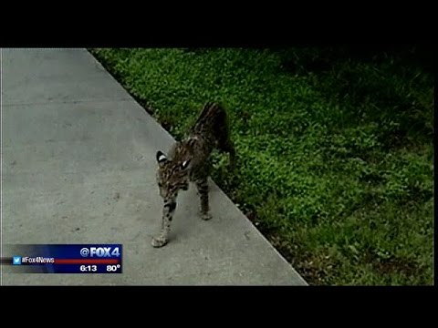 Jon Snow meets Coyote and bobcat on bike trail