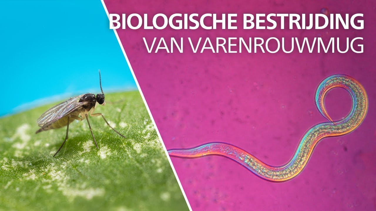 Video preview poster