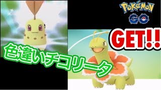 【ポケモンGO】色違いチコリータGET！！　色違いメガニウム作ってみた　【pokemon】