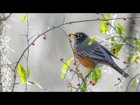 The sound of the American Robin - Bird Sounds | 10 Hours