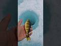 Video Thumbnail for Catch and Release #catchandrelease #shorts #perch
