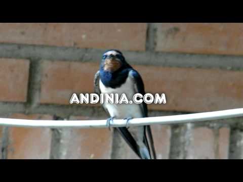 ArturoAlexanderCarmonaP’s Video 12667369494 gGvb7aVp0QI