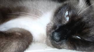 Mandaddy vs Genghis' Happiness