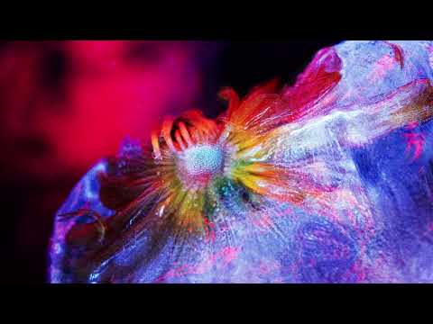Tinlicker - Glasshouse (UNKLE Reconstruction) Visualiser