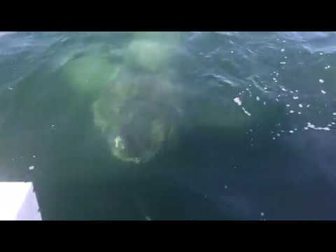 Giant Shark Encounter, Barnstable Harbor, Cape Cod, 2017
