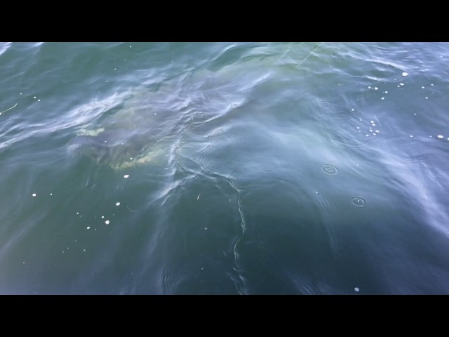 Giant Shark Encounter, Barnstable Harbor, Cape Cod, 2017