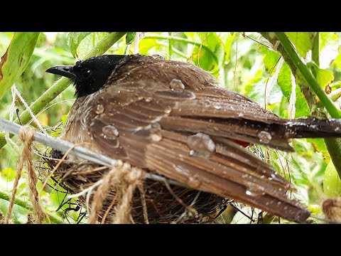 Mother Protecting baby birds in Severe Rain by Drowning herself in Rain || Bulbul bird nest EP 12