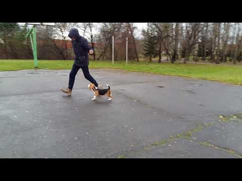 GOLD OTTOMAN LIRA OF DEVIZAS 4 months old