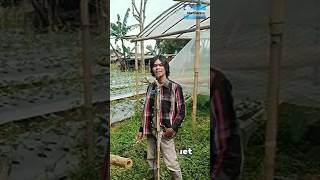 Download lagu Lagu Ngapak Terbaru Nyong lagi mumet ora due duit Tegalan yess mp3