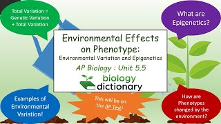 Environmental Effects on Phenotype | AP Biology 5.5