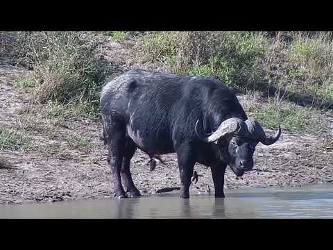 Djuma: Two Buffalo from the herd - 13:43 - 06/15/2023
