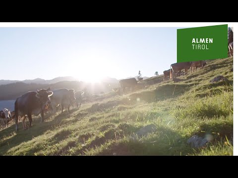 Almidylle oder Blutwiese? 🤔