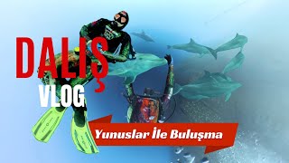Dalış Vlog (Yunuslar İle Buluşma)