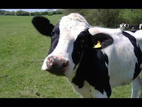 image-How intelligent is a cow?