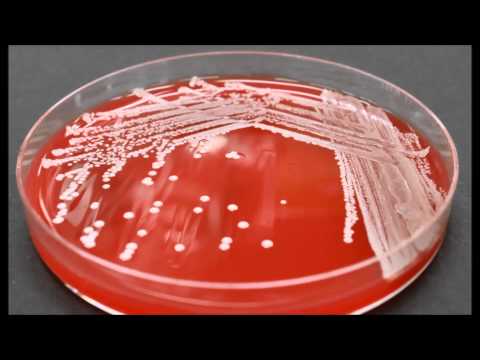 Bacterial Colony Description