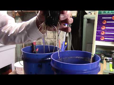 Cheap, Simple Dutch Buckets