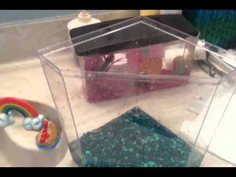 How To Clean Out a Betta Fish Tank