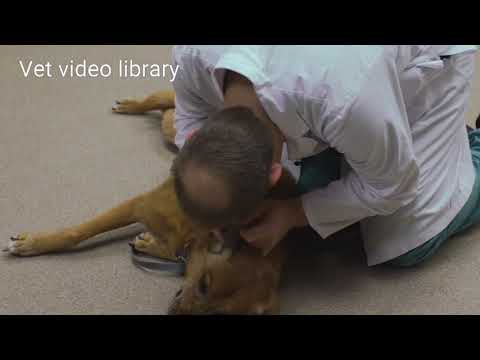 Canine General Physical Examination | for clinic owners