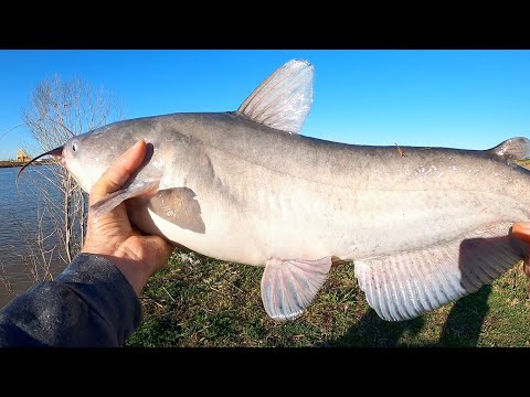 This Is The Best Winter Catfish Bait